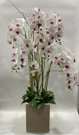 138cm White/Pink Orchid in Pot