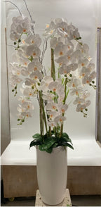 160cm White Orchid in Ceramic Pot