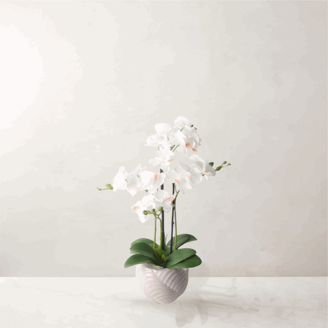 53cm White Orchid in Ceramic Pot