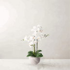 53cm White Orchid in Ceramic Pot