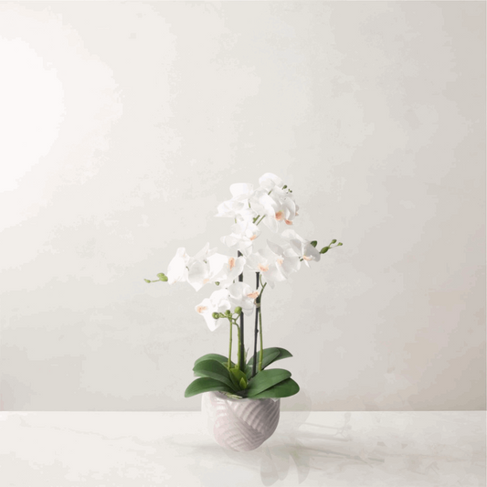 53cm White Orchid in Ceramic Pot