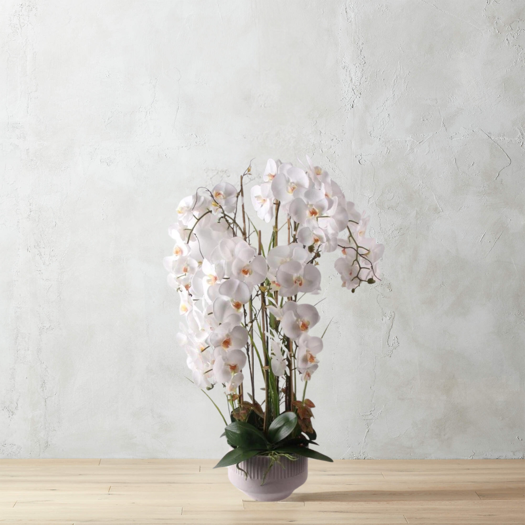 102cm White Orchid in Ceramic Pot