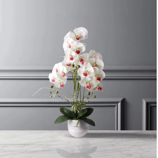 82cm White Orchid in Ceramic Pot