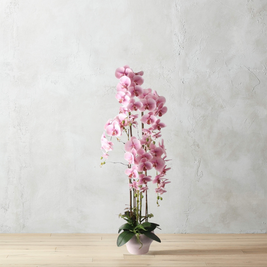 1.2m Blush Orchid in Ceramic Pot