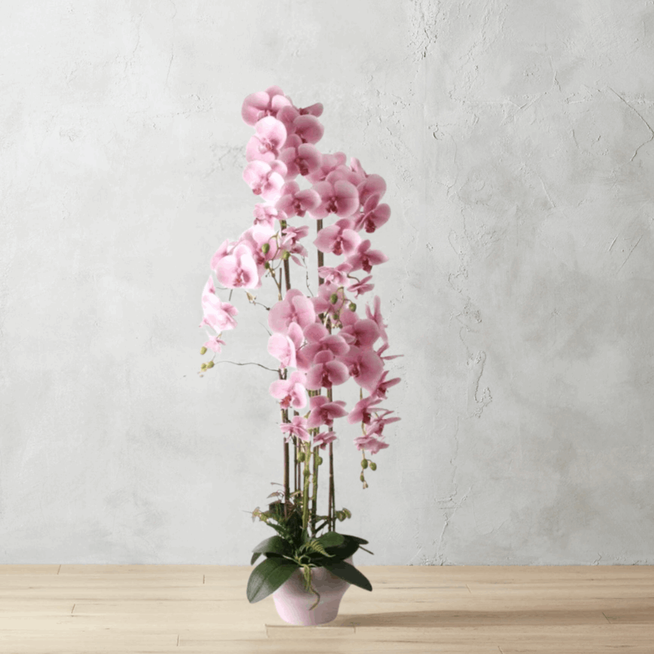 1.2m Blush Orchid in Ceramic Pot