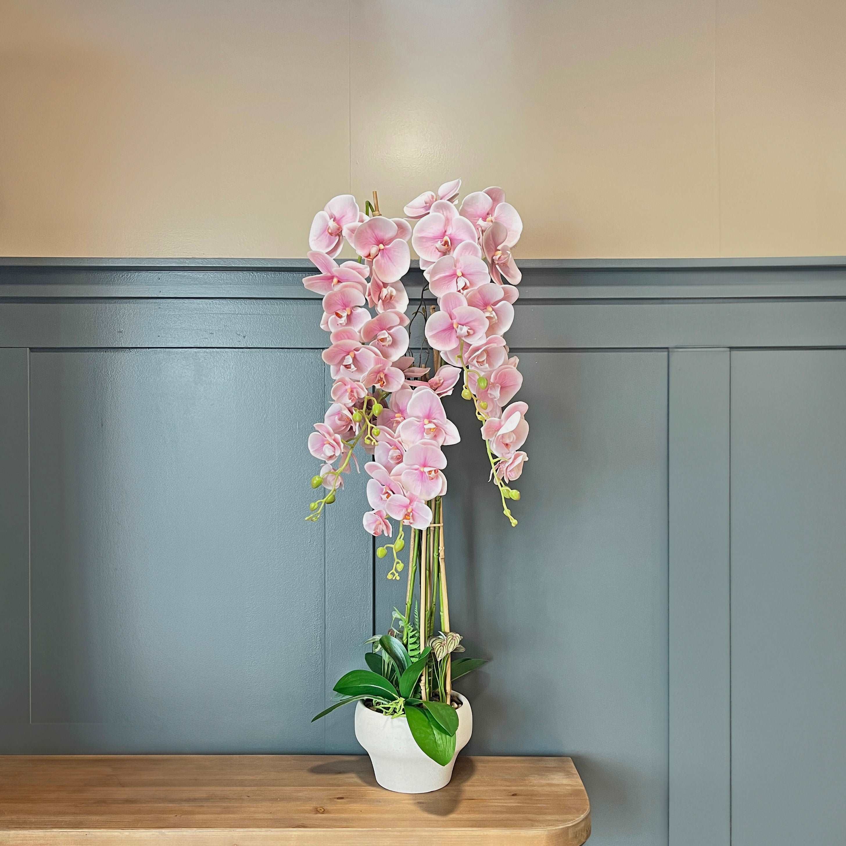 1.2m Blush Orchid in Ceramic Pot