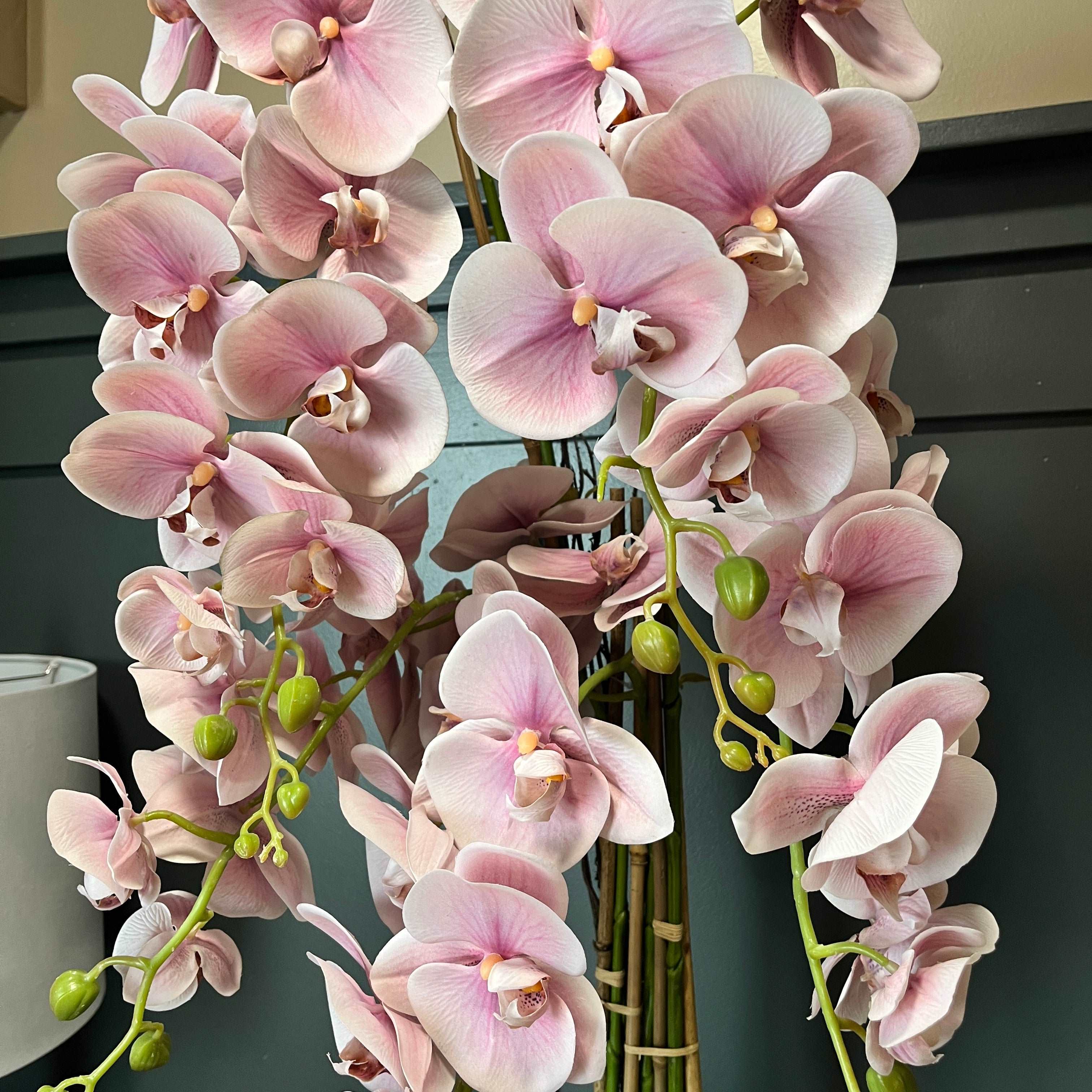 1.2m Blush Orchid in Ceramic Pot