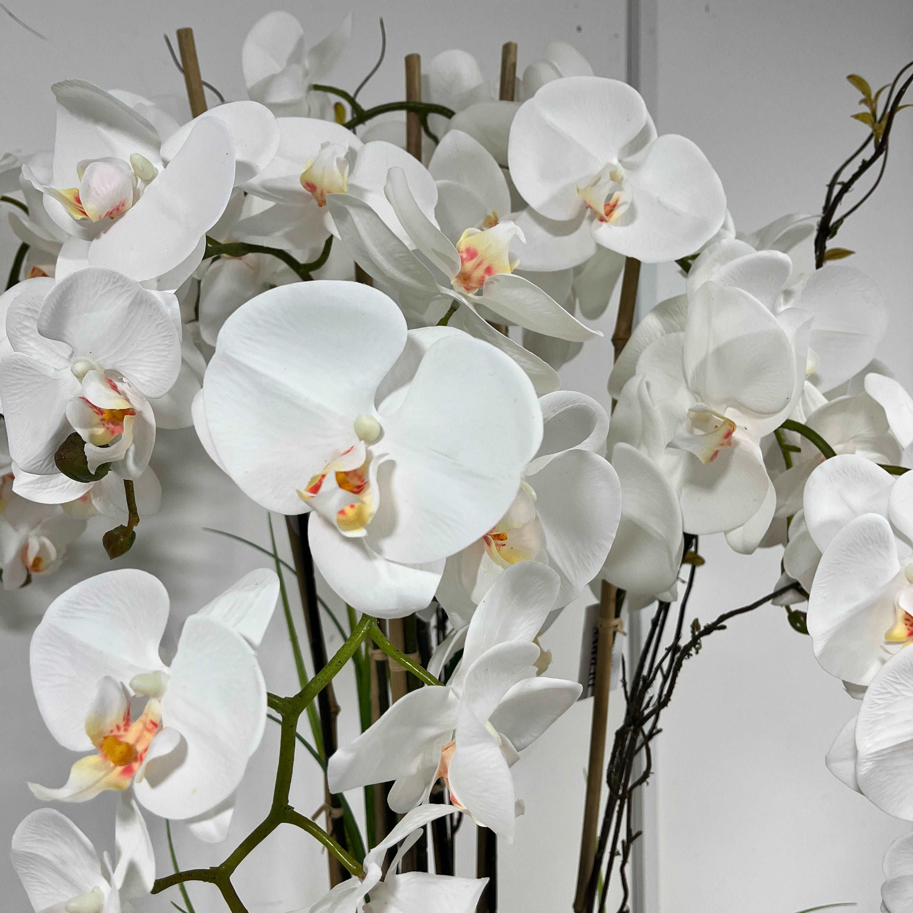 102cm White Orchid in Ceramic Pot