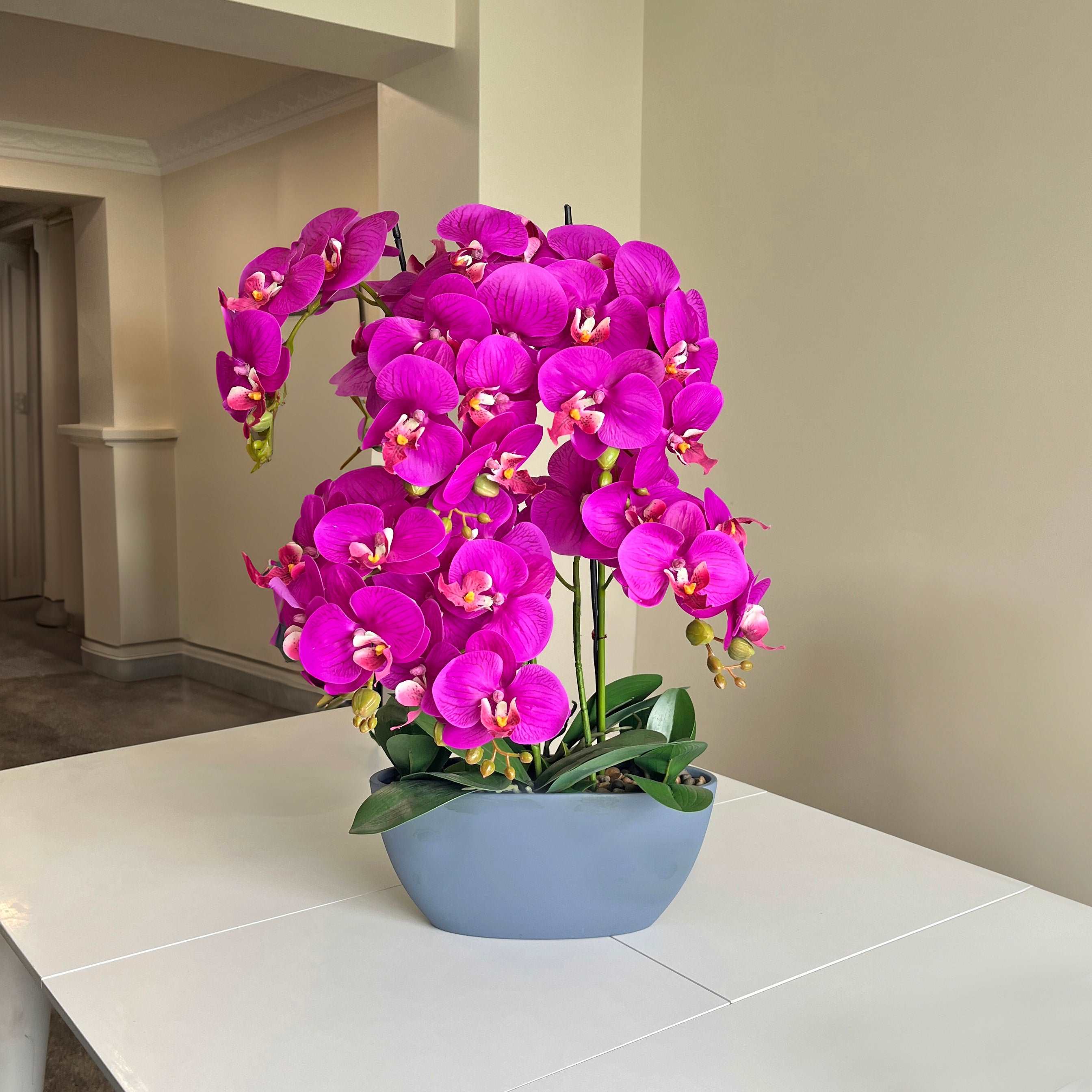 64cm Pink Orchid in Pot