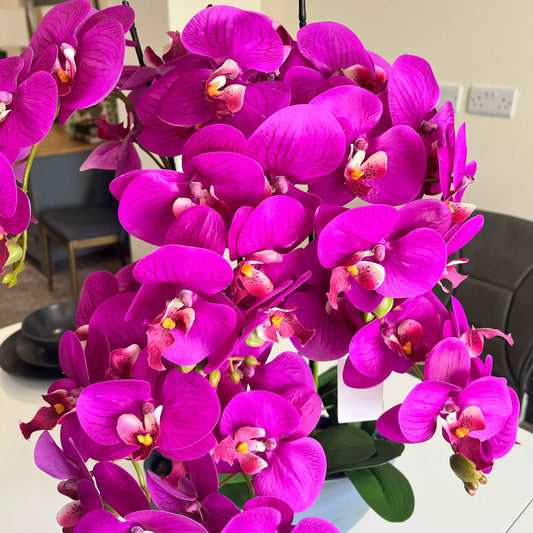 64cm Pink Orchid in Pot