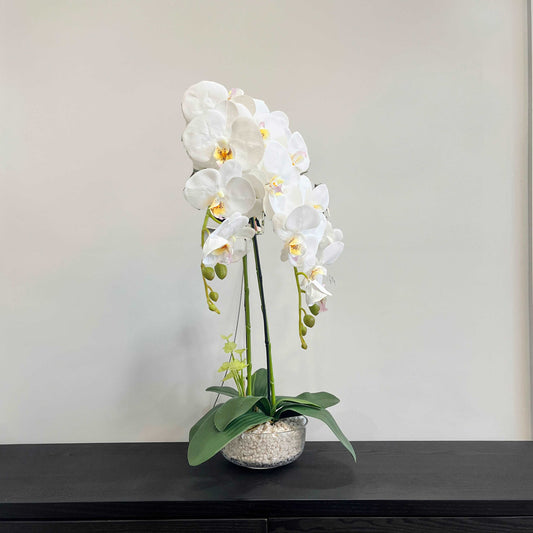 70cm White Orchid in Glass Pot