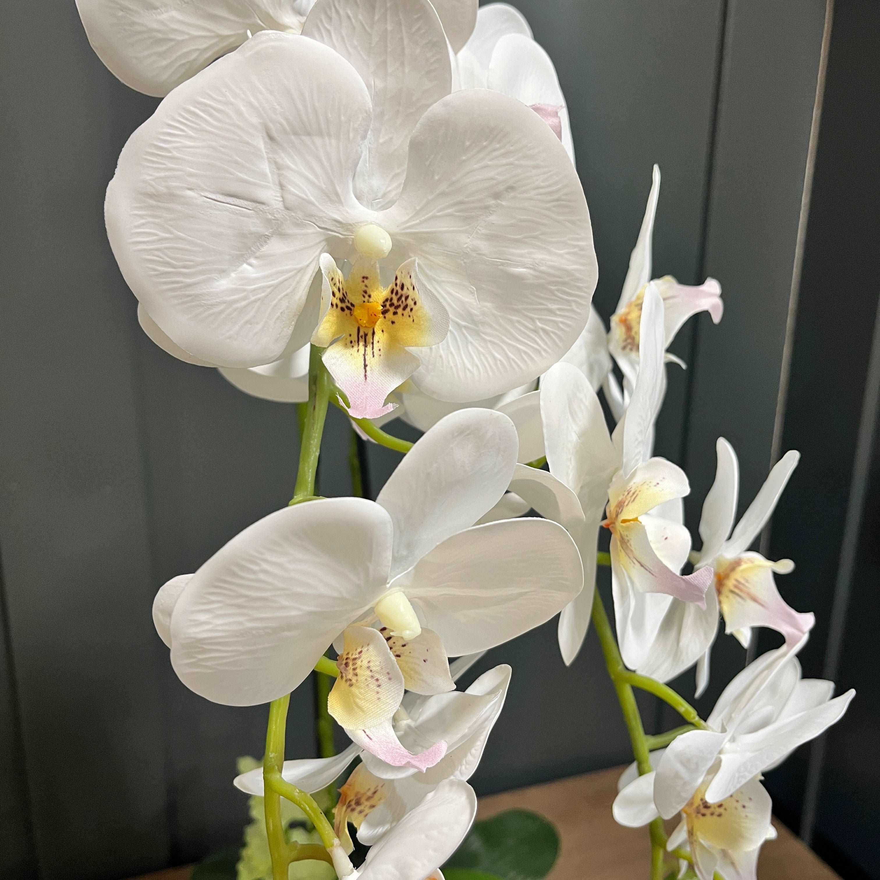 70cm White Orchid in Glass Pot