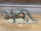 Triceratops Skeleton