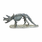 Triceratops Skeleton