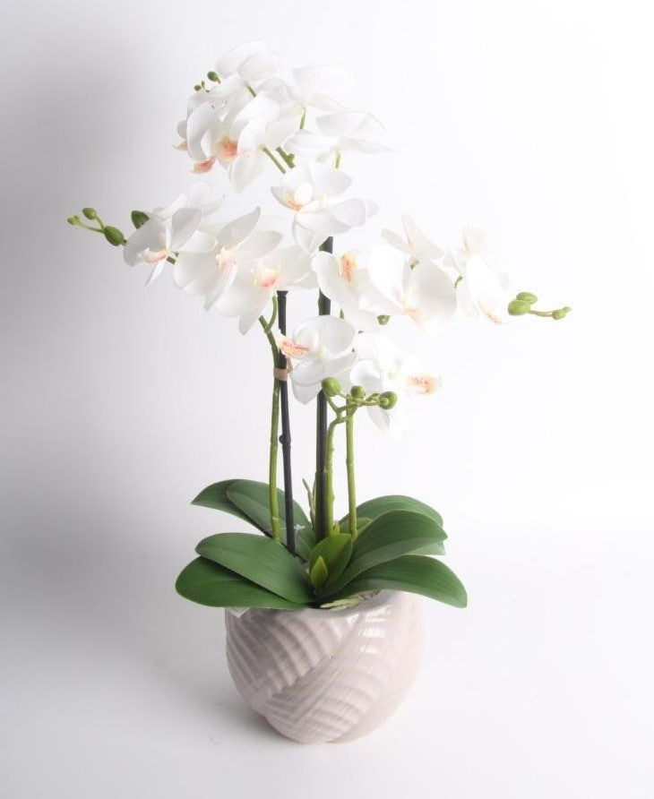 53cm White Orchid in Ceramic Pot