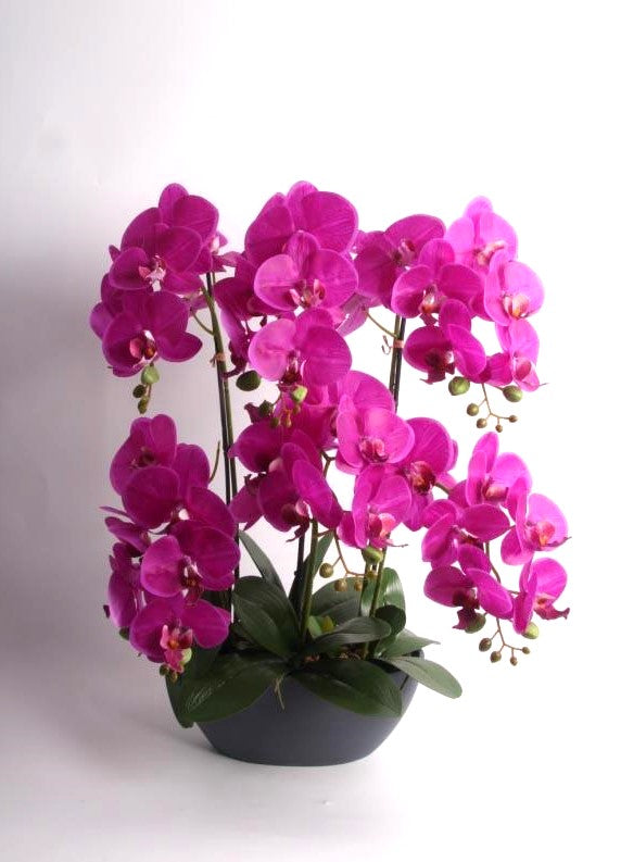 64cm Pink Orchid in Pot