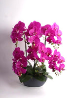 64cm Pink Orchid in Pot