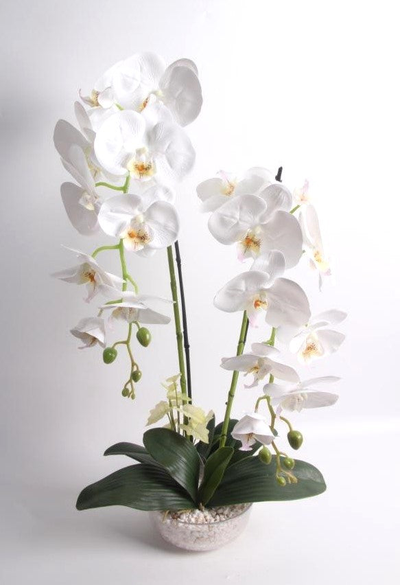 70cm White Orchid in Glass Pot