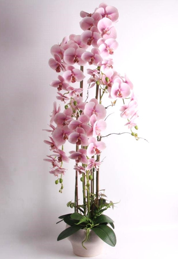 1.2m Blush Orchid in Ceramic Pot