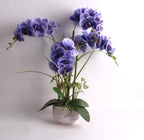 73cm Violet Orchid in Pot