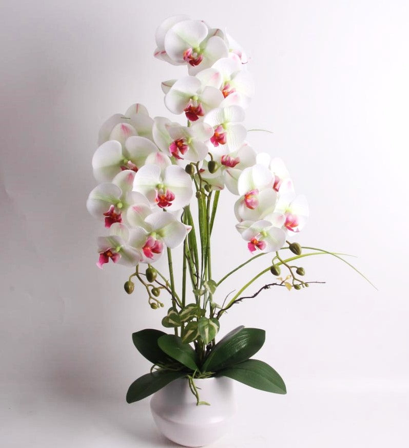 82cm White Orchid in Ceramic Pot