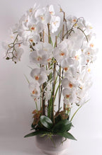 102cm White Orchid in Ceramic Pot