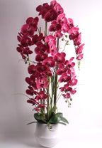 1.2m Pink Orchid in Ceramic Pot