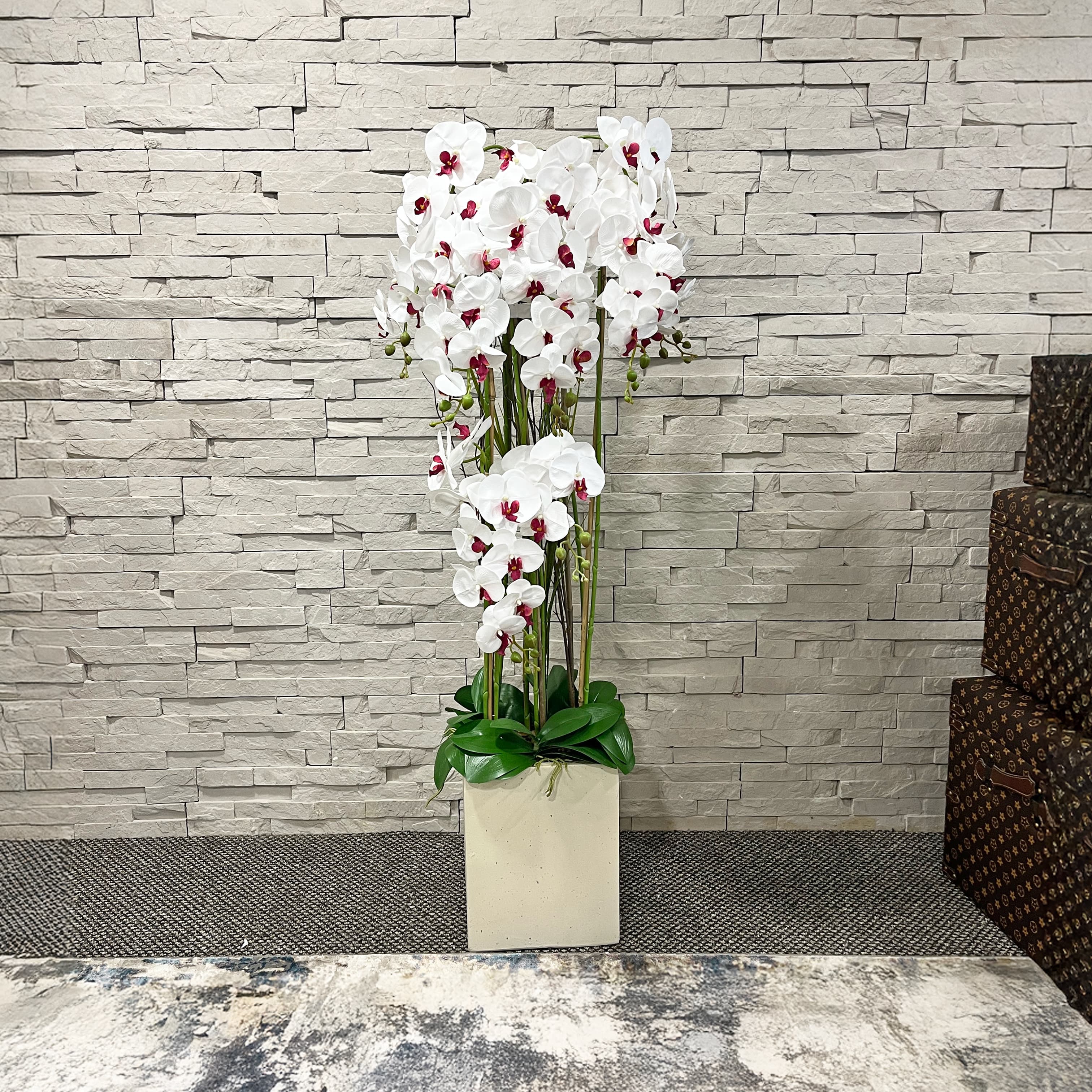 138cm White/Pink Orchid in Pot