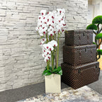 138cm White/Pink Orchid in Pot