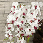 138cm White/Pink Orchid in Pot