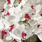 138cm White/Pink Orchid in Pot
