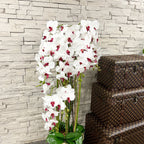 138cm White/Pink Orchid in Pot