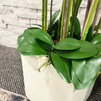 138cm White/Pink Orchid in Pot