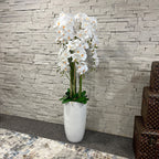160cm White Orchid in Ceramic Pot
