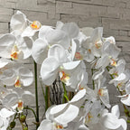 160cm White Orchid in Ceramic Pot