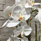 160cm White Orchid in Ceramic Pot