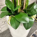 160cm White Orchid in Ceramic Pot