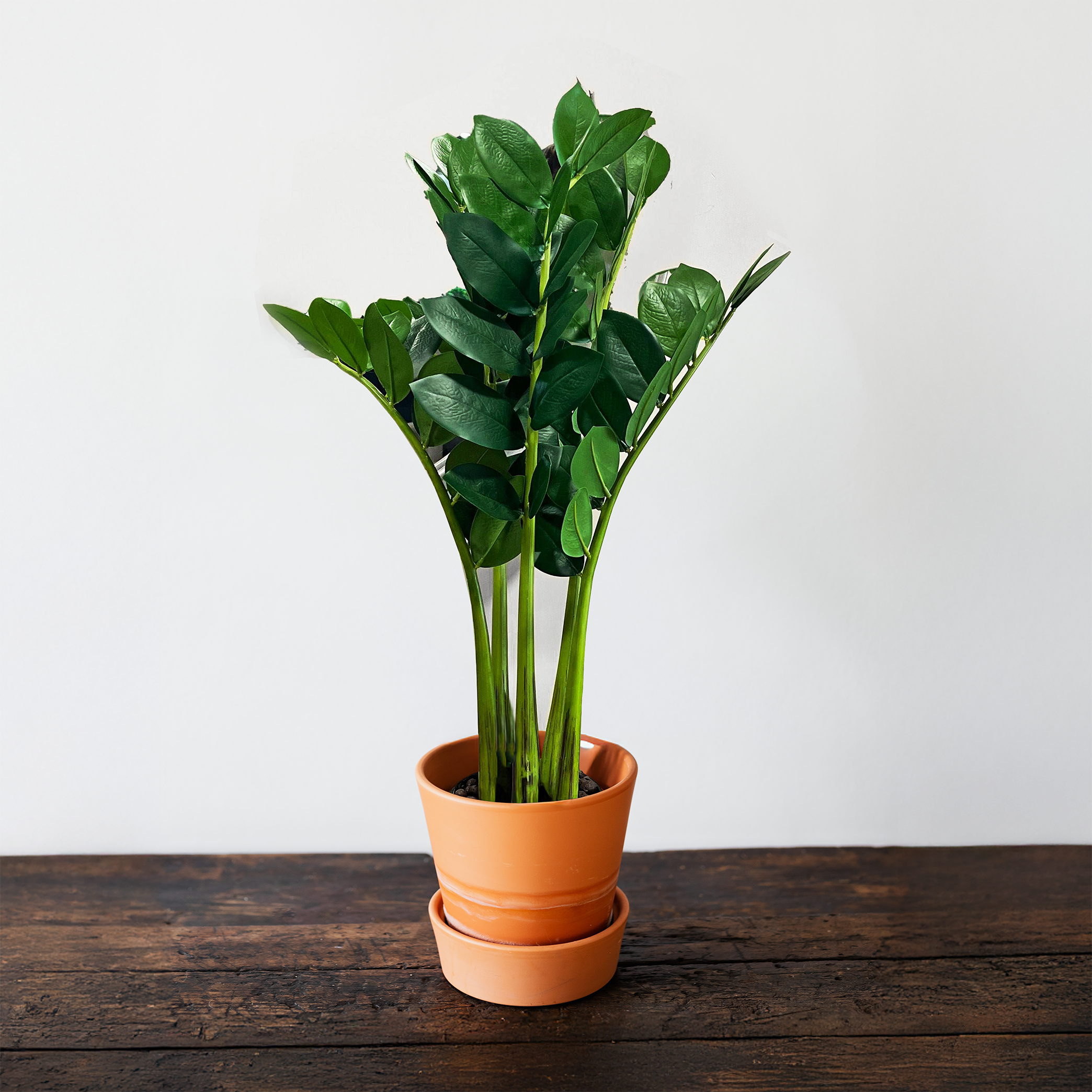 65cm Artificial Zamioculcas Plant in Pot