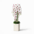 138cm White/Pink Orchid in Pot
