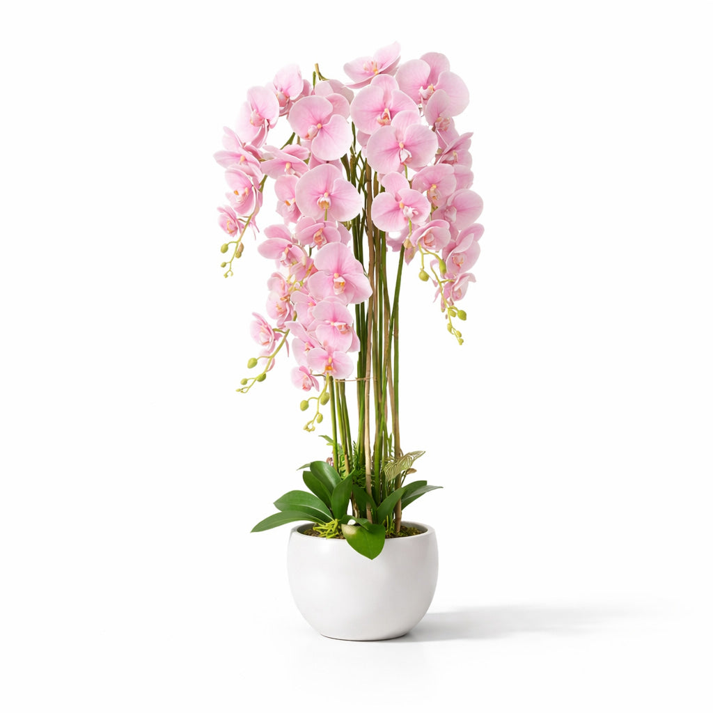 1.2m Blush Orchid in Ceramic Pot