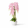 1.2m Blush Orchid in Ceramic Pot