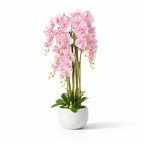 1.2m Blush Orchid in Ceramic Pot