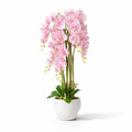 1.2m Blush Orchid in Ceramic Pot