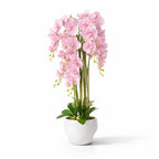 1.2m Blush Orchid in Ceramic Pot