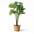 2m Artificial Monstera Plant in Pot