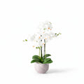53cm White Orchid in Ceramic Pot
