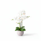 53cm White Orchid in Ceramic Pot