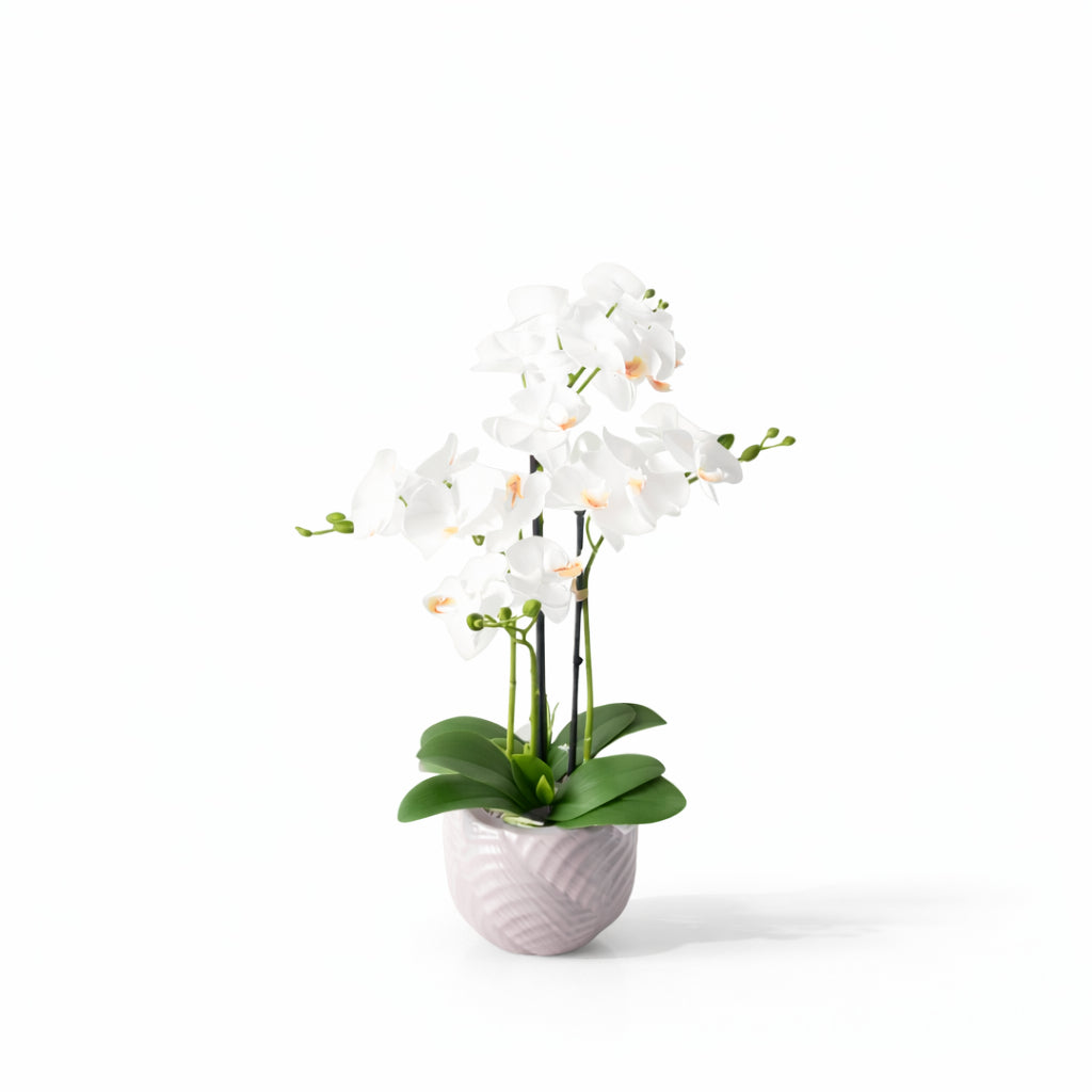 53cm White Orchid in Ceramic Pot