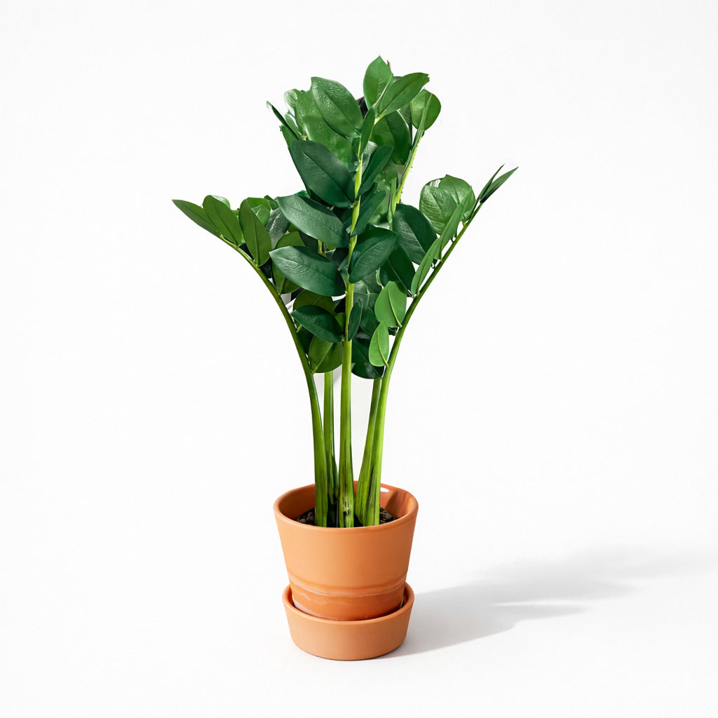 65cm Artificial Zamioculcas Plant in Pot
