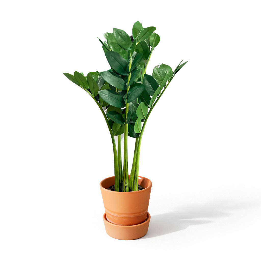 65cm Artificial Zamioculcas Plant in Pot